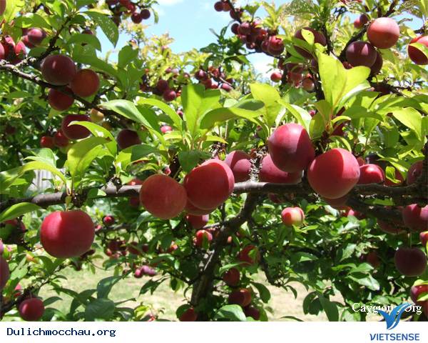 Mùa Mận Mộc Châu Kết Trái 3